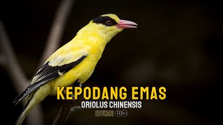 Mengenal Burung Kepodang Emas  Ciri Dan Habitat Di Alam 