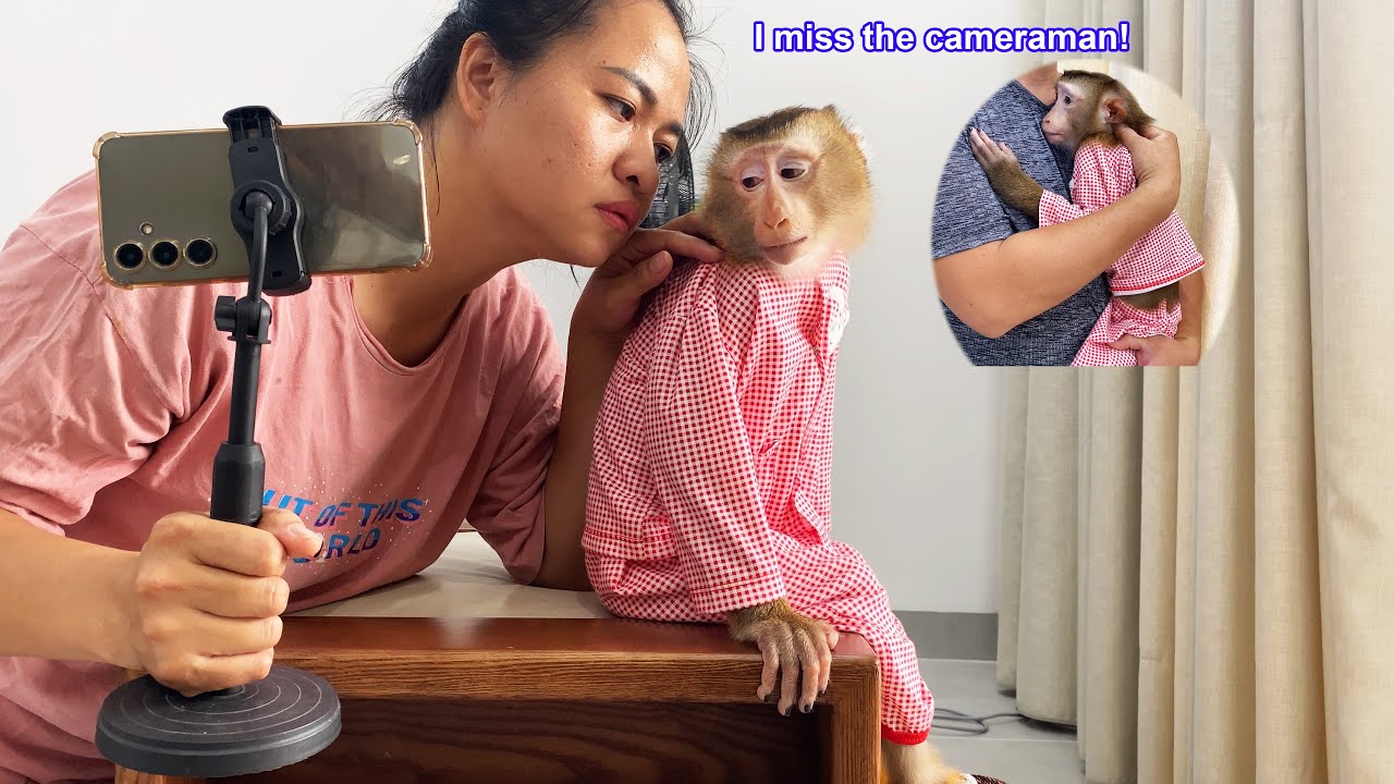 Обезьянка Лили бродит по дому и обратно, скучая по оператору, пока его нет рядом.