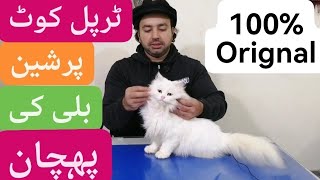 Triple coat persian cat orignal /How to know the cat is triple coated /Urdu Hindi