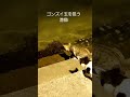 ゴンズイ玉を狙う港猫~ショート版~