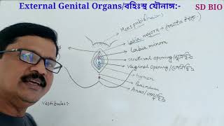 Female Reproductive System class 12 in bengali। স্ত্রী জনন তন্ত্র। External genital organs.