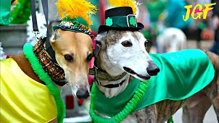 💚 Galway 2024 ☘️ St Patrick's Day! 💚