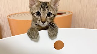 とある理由で困ってます。【保護子猫】