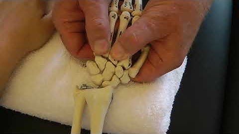 Page 88 Intermetcarpal Jt Dorsal Glide fo the Metacarpals