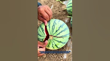 Finger-Snap Watermelon Opening! The Easiest Trick to Split a Melon in Seconds