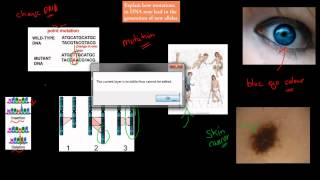 5. Mutations leading to new alleles (HSC biology)