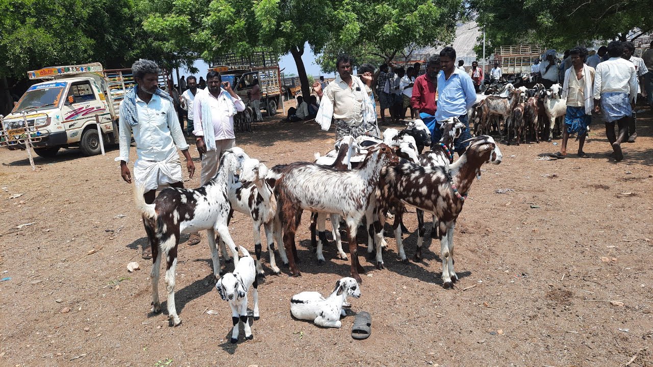 Vinukonda goat market | nallapoda makhalu