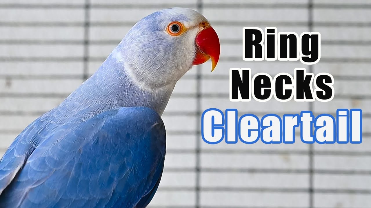Ringtail Mutation Cleartail combined with other mutations - Ring Necks - YouTube