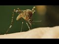 First West Nile-positive mosquito detected in San Joaquin County this year, officials say