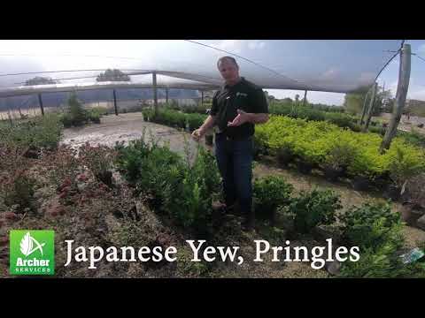 Βίντεο: Γεγονότα για το ιαπωνικό Yew Tree: Είναι το ιαπωνικό Yew δηλητηριώδες για τα σκυλιά