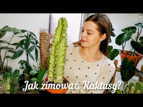 Wideo: Jakie Kaktusy Zawierają Substancję Narkotyczną?