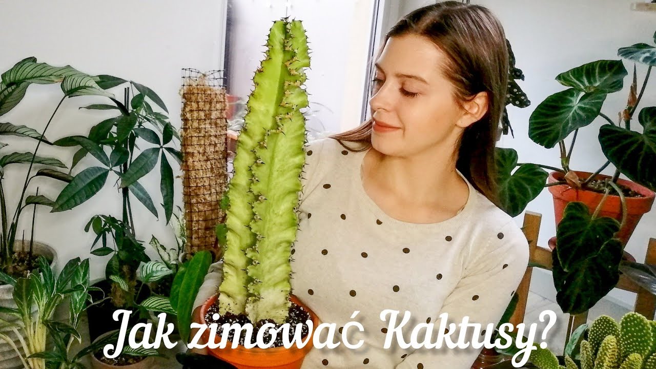 Jak zimować kaktusy? Przesadzam kaktusy i wilczomlecz.