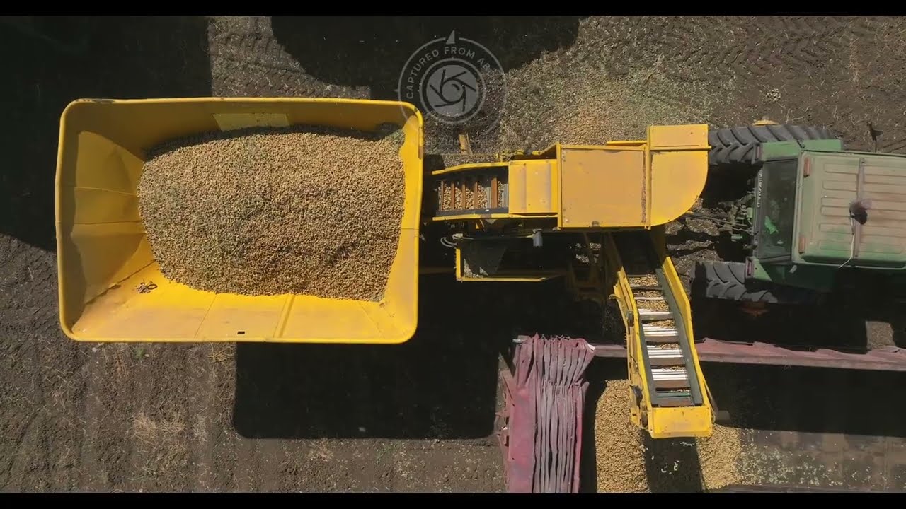 Harvesting Peanuts – Aerial View of Modern Farm Machinery
