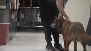 Denver Animal Shelter helped families feed pets during the government shutdown