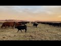 Wanna Come Check Cows With Me…(Yes My Quad is Loud)