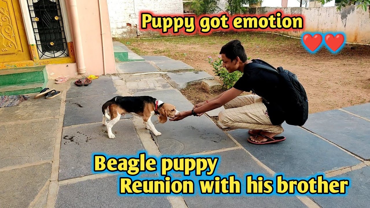 Little Beagle Puppy Reunion with his brother after long gap | puppy got ...