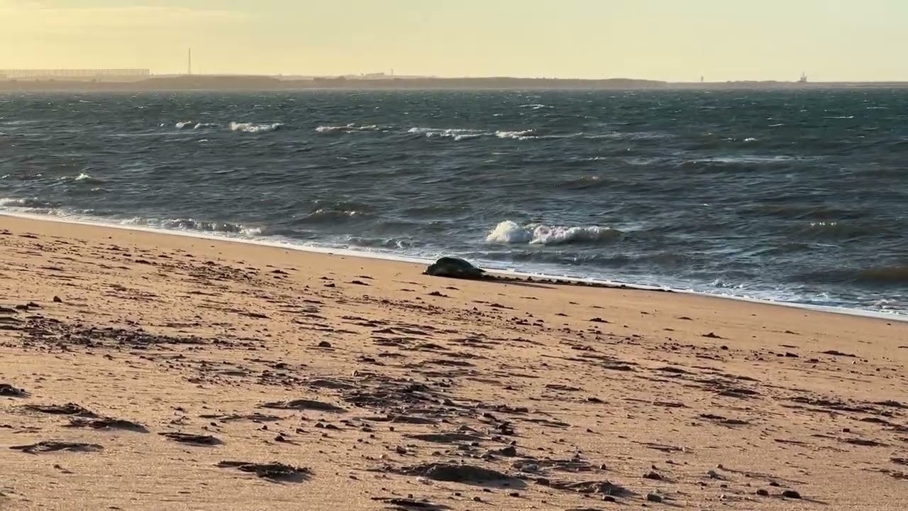 Flatback sea turtle haul out