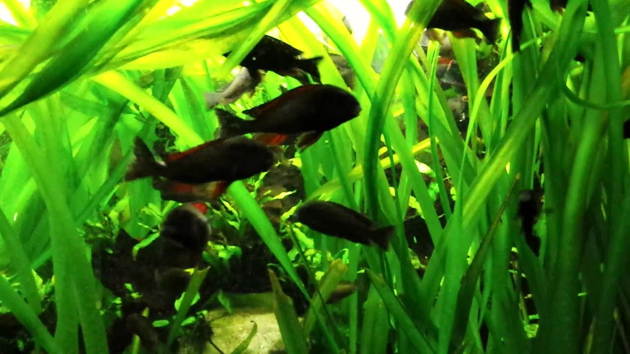 tropheus red rainbow Before and After Maintenance