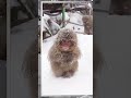 POV: Freezing in the Japanese Alps ❄️🐒 Winter ASMR #asmr #japanese #monkey