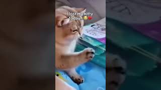 What did she expcct to happen..😭💔! #pets #cat #shorts