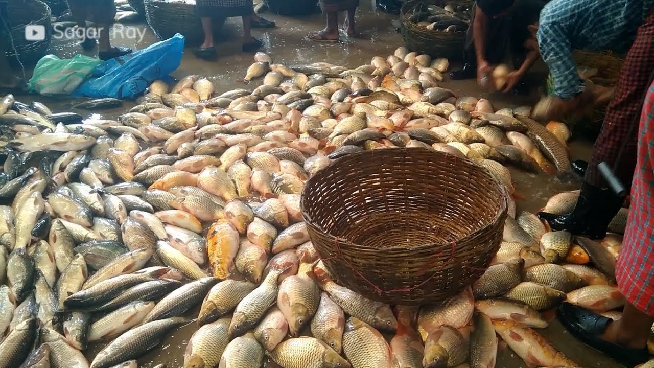 Fish market Biggest fish market in Jessore, Bangladesh YouTube