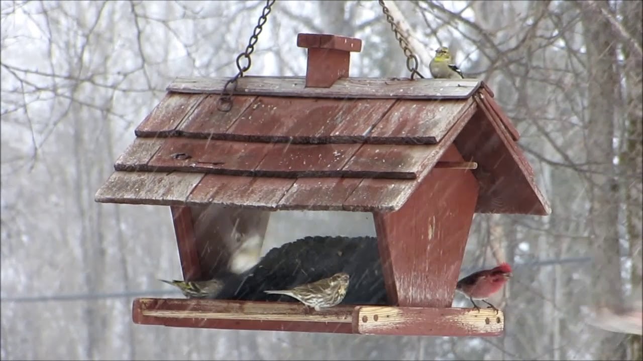 Bonfield Bird Feeder Youtube