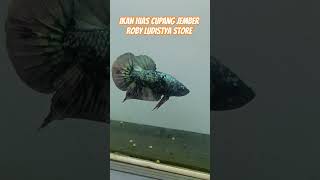 Ikan Hias Cupang Jember #robyludistyastore #ikanhiascupangjember #cupang #bettafish #jember #betta