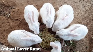 Rabbits Eating Food|Rabbit Eating Green Vegetables|Safe Food For Rabbit|Best Food For Rabbit