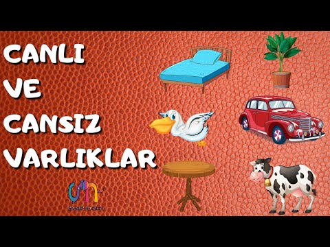 Video: Canlı ve cansız varlıklar nasıl sınıflandırılır?