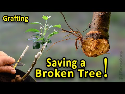वीडियो: विभाजित फलों के पेड़ों में ग्राफ्टिंग