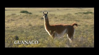 Guanaco - Nueva Familia de Billetes, Animales Autóctonos de Argentina - $ 20