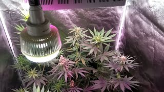 53-DAY UPDATE MEDICINAL GROW - INDOOR