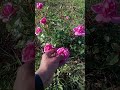 Pink Rose🌹 full of flowers #pinkrose #rose