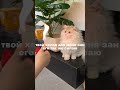 тгк в описании  #pluggnb #dabbackwood #cat