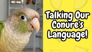 Talking Your Conure's Language! | Conure Sounds & Behaviour | TheParrotTeacher
