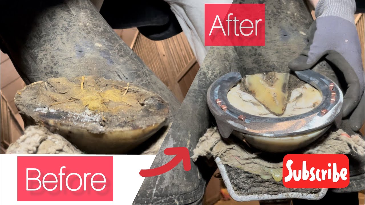 20 year old horse gets new shoes!! YouTube