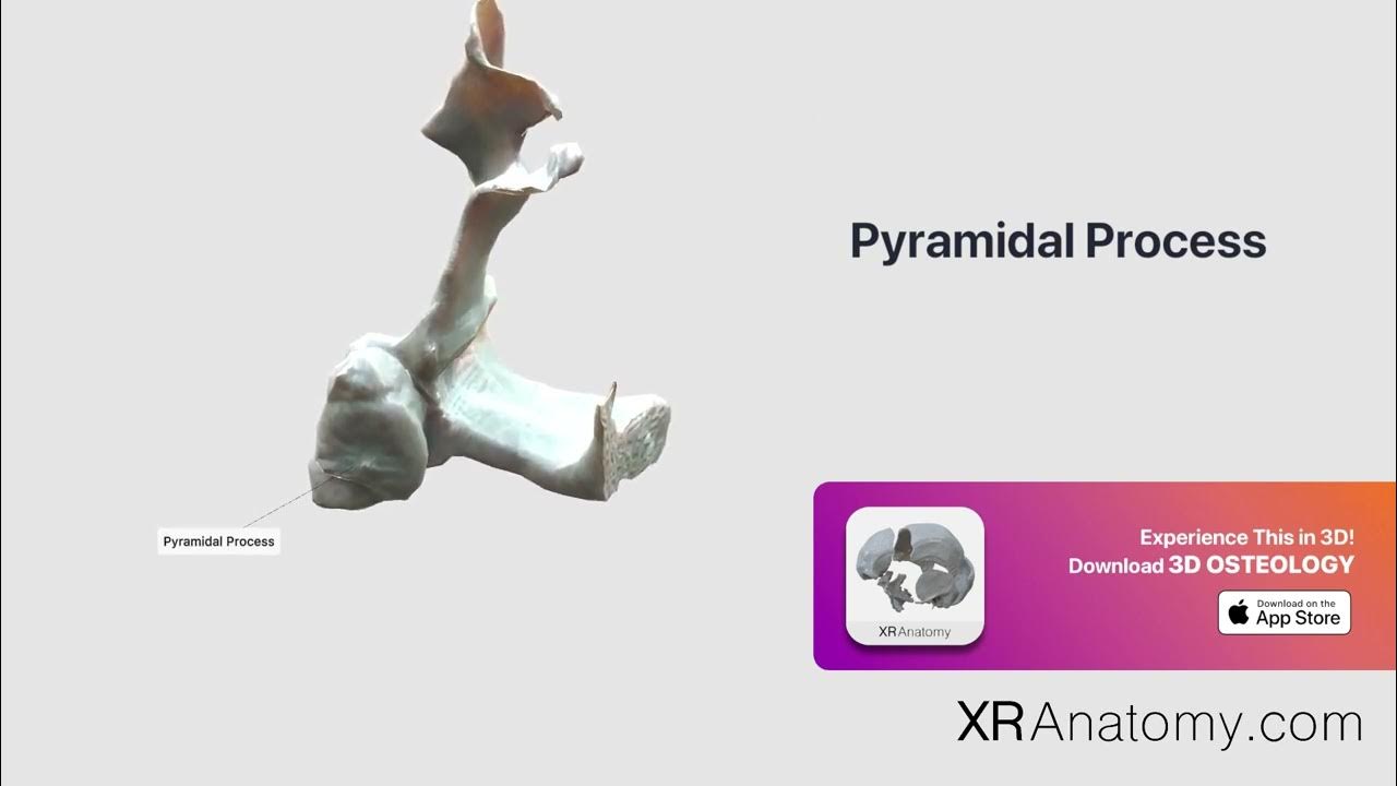 Pyramidal Process of palatine bone YouTube