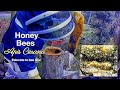 Bees Rescue 12 | apis cerena | honey bees in stingless bee trap