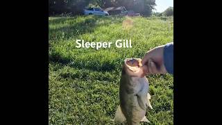 Sleeper Gill gets crushed! #megabass #bassfishing #shorefishing #bass