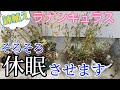 鉢植えラックスもう寝ます【園芸のぶチャンネル】【ラナンキュラスラックス】【ランドセルシリーズ】