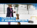 Спасла пса от хозяина-живодера | NGS24.ru