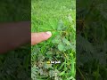 Keunikan Tumbuhan Putri Malu #faktaunik #viral