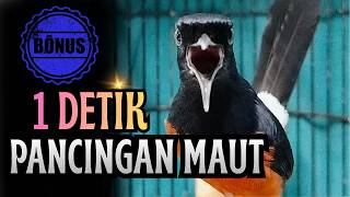 KETREKAN KERAS MURAI BATU GACOR FULL ISIAN SANGAT AMPUH  MEMANCING EMOSI MURAI BATU