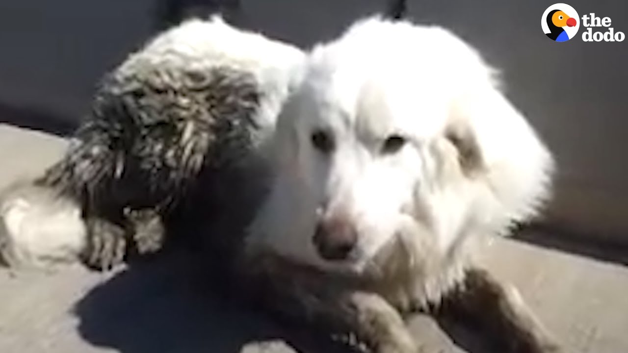 rescue dogs rock nyc Dog Stranded On Highway Rescued by Awesome Woman [ADULT LANGUAGE USED] | The Dodo