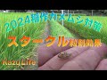 KazuLife 2024稲作　カメムシ対策効果は？