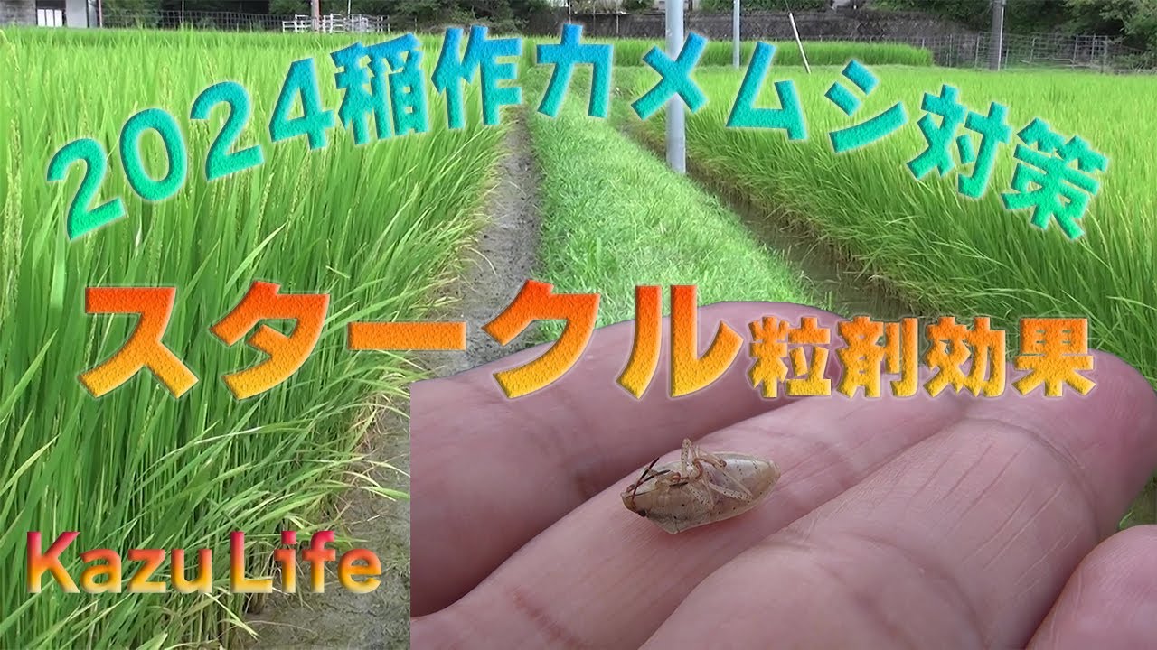 KazuLife 2024稲作　カメムシ対策効果は？