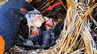 Download Lagu INDUK DAN ANAK SAMA GILA, BERANI MAKAN TEWAS DITEMPAT MP3