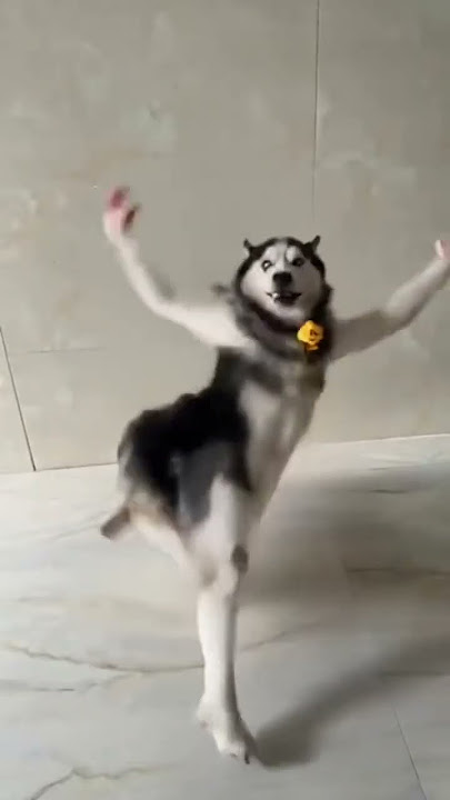 Husky Dog Dance Video | #Viral
