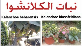 كلانشوا, كلنشوة, كلنكوة نبات زينه جميل جدا، تعرف على Kalanchoe beharensis
