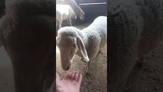 Продам , барана дорослого , 2 молодих баранчиків , ярочка #sheep